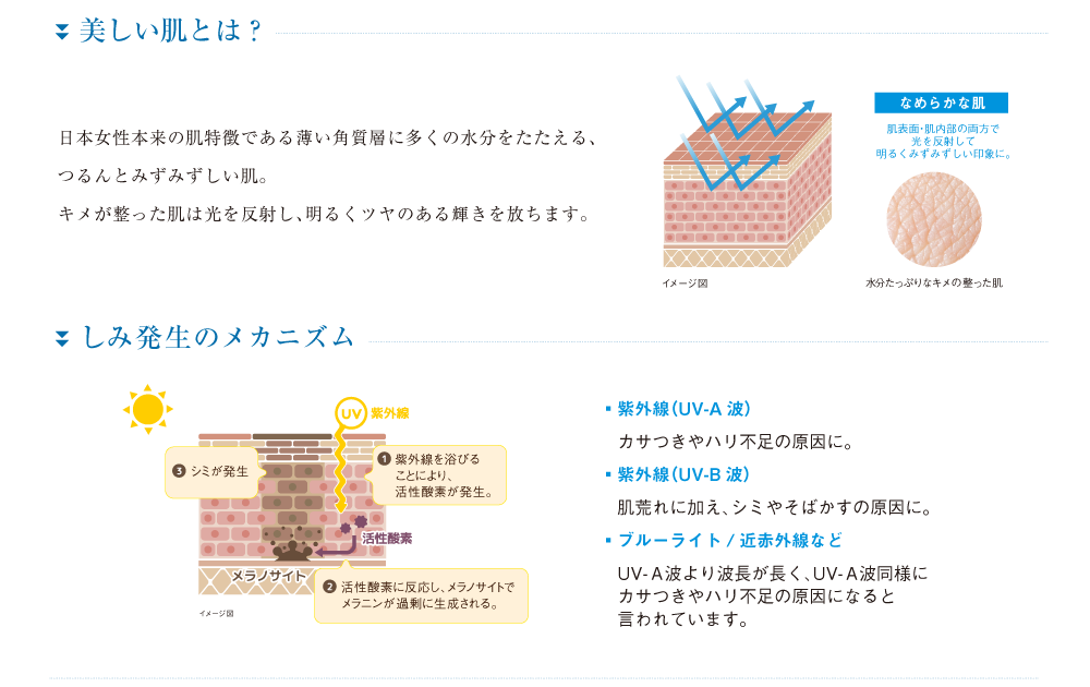美しい肌とは?しみ発生のメカニズム