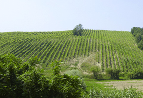 人間と地球がお互いに尊重しあいながら、一体化するような不思議な魅力