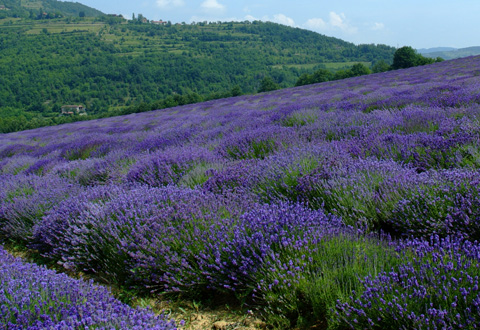 分の力で生き抜く力強さとエネルギーに溢れるバイオダイナミック農法で育てられたハーブ