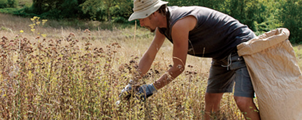 植物の持つパワーを最大限に引き出す