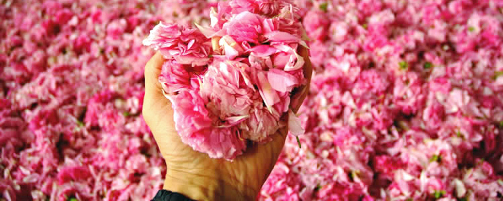 植物の生命力を凝縮した豊潤な香り