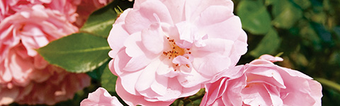 ダマスクローズ