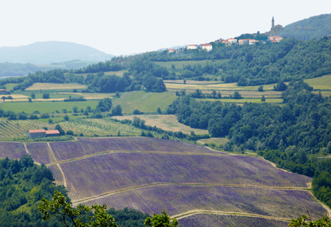 広大な大地で育まれるピュアでダイナミックなエネルギーに満ちたオーガニックハーブ