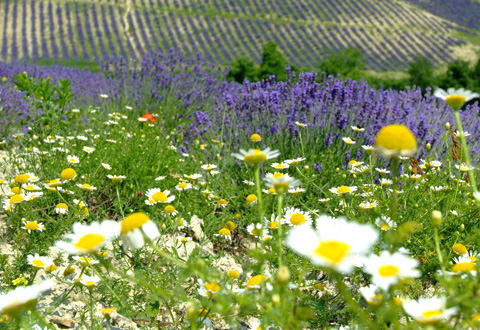 厳選されたオーガニック原料を贅沢に使用