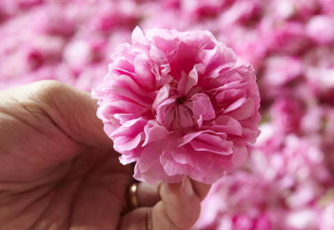 心を満たす花々の香りや大地の力をボトルひとつひとつにたっぷり閉じ込めて