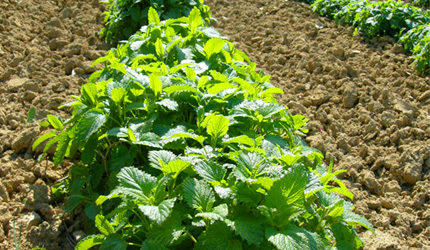 4.苗植えも独自のカレンダーに基づいて、ハーブの種類ごとに決められた日に