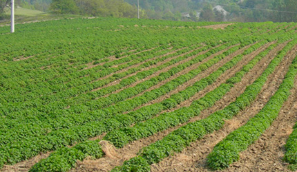 5.天体と大地のパワーを受けて、すくすくと育つ元気なハーブ