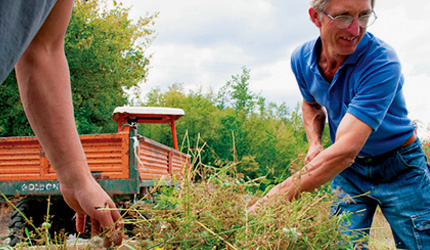 6.バイオダイナミックハーブは強い生命力を持ち、収穫量も通常の有機農法に比べ倍に上ることも