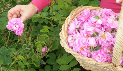 1.ダマスクローズの花は、朝露が蒸発する前にひとつひとつ手摘みで収穫