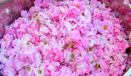 2.収穫されたダマスクローズはトラックの荷台いっぱいに積まれすぐに抽出場へ