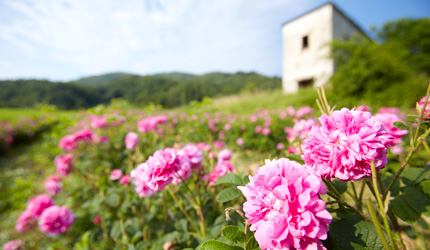 5~6月の収穫時期は豊潤な甘い香りが農園をいっぱいに